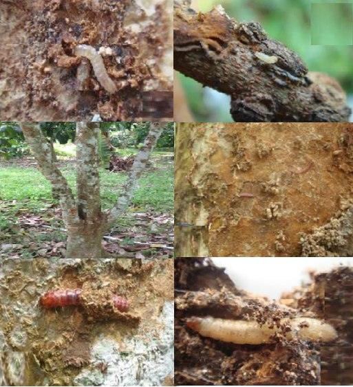 ระวัง หนอนกินใต้ผิวเปลือก ในลองกอง