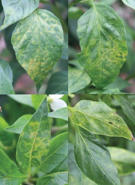 โรคใบด่างจุดวงแหวนเนื้อเยื่อตาย ในพริก