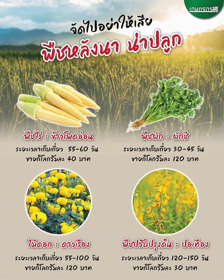 พืชหลังนา ทนแล้ง ใช้น้ำน้อย สร้างรายได้