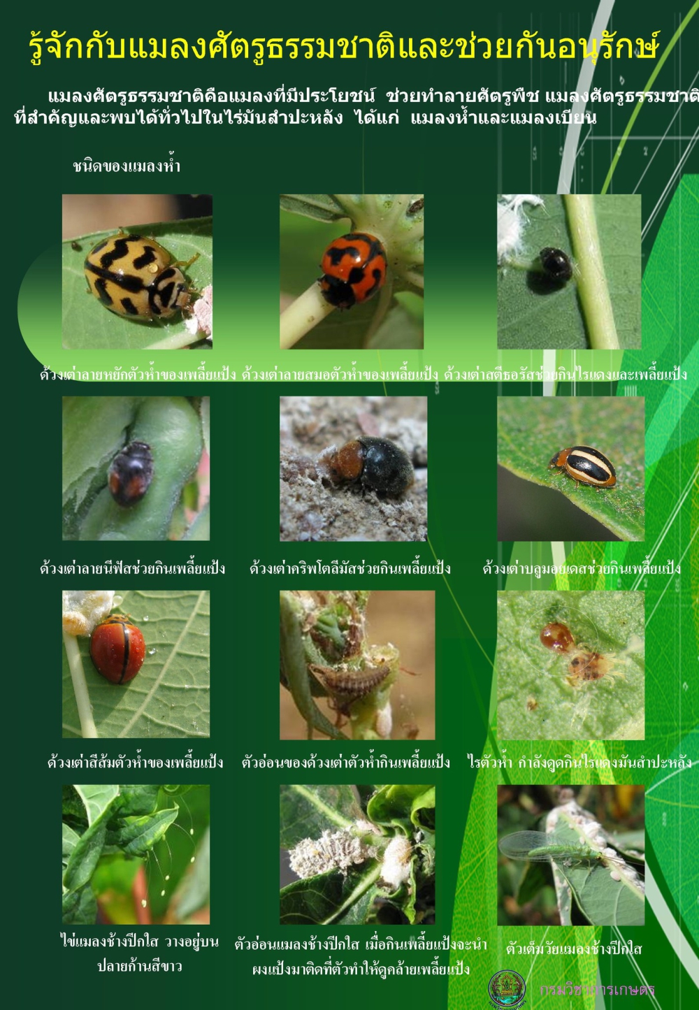 มารู้จักแมลงศัตรูธรรมชาติและช่วยกันอนุรักษ์