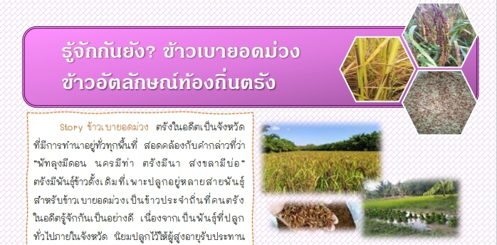 รีู้จักกันยัง?ข้าวเบายอดม่วงข้าวอัตลักษณ์ท้องถิ่นตรัง