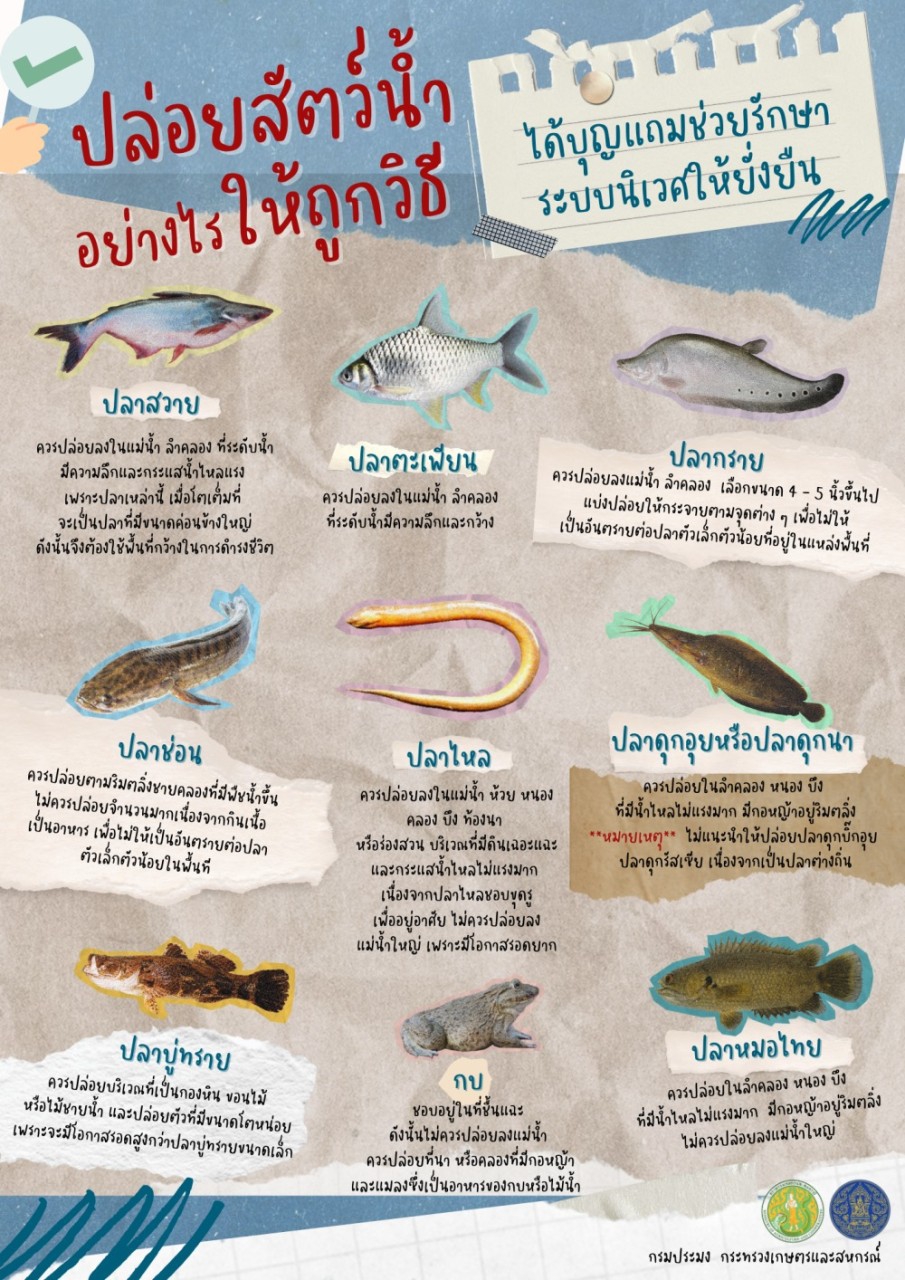 ปล่อยสัตว์น้ำอย่างไรให้ถูกวิธี