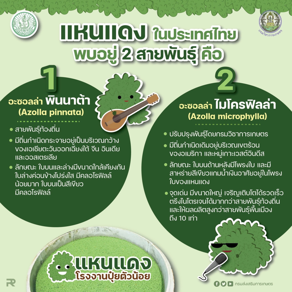 แหนแดงในประเทศไทย