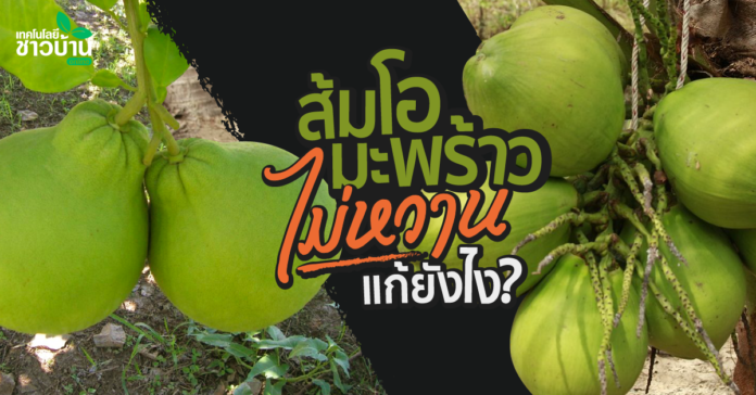 มะพร้าวน้ำหอมพันธุ์แท้