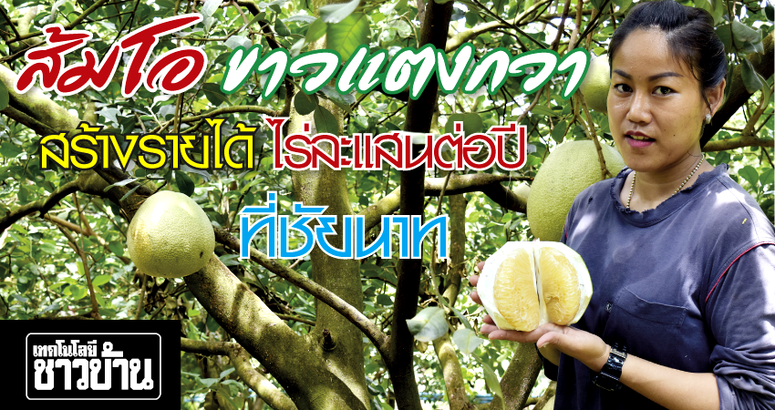 ปลูกส้มโอพันธุ์ขาวแตงกวามาหลายทศวรรษ