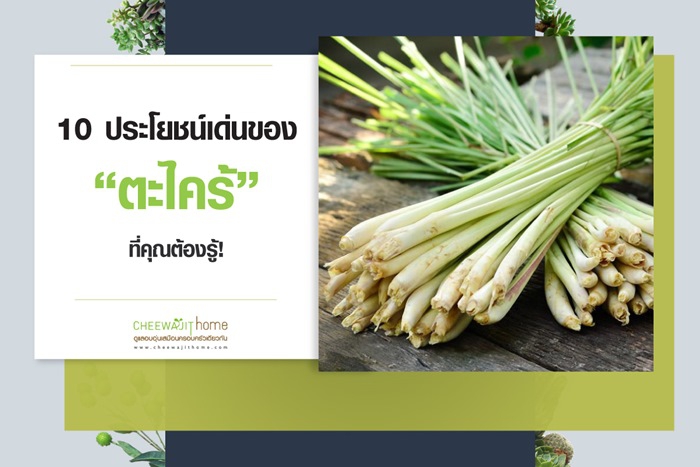 10 สรรพคุณ ตะไคร้