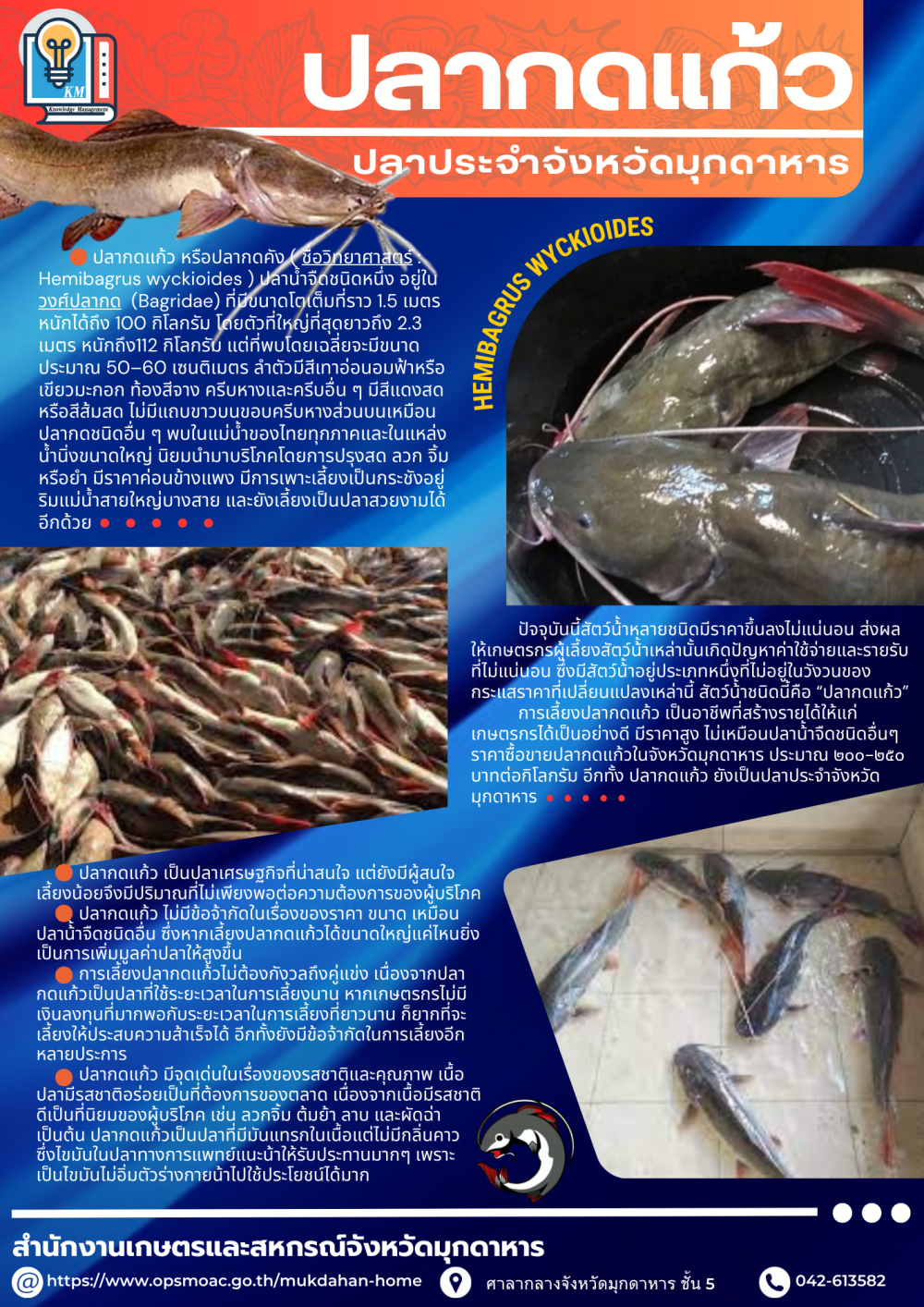 ปลากดแก้ว ประจำจังหวัดมุกดาหาร