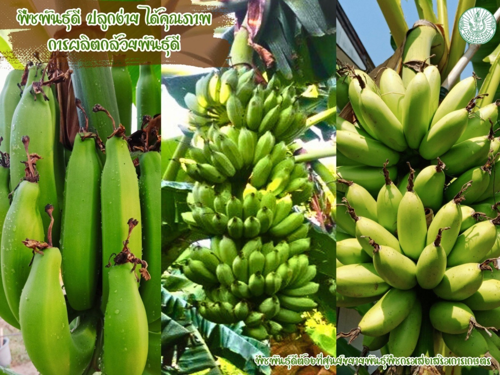 การผลิตกล้วยพันธุ์ดี
