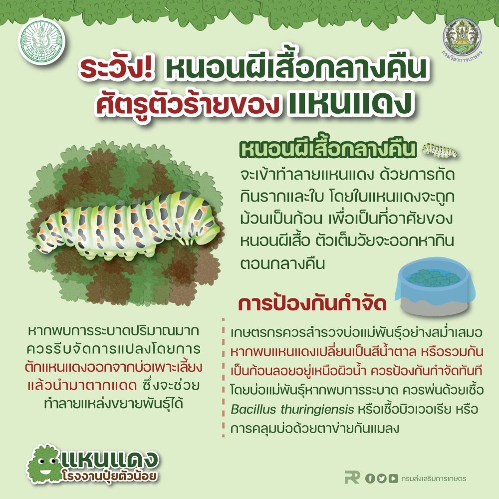 ระวัง หนอนผีเสื้อกลางคืน ศัครูตัวร้ายของแหนแดง