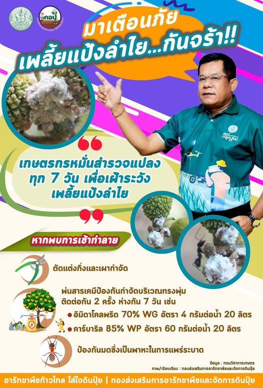 มาเตือนภัย เพลี้ยแป้งลำไย...กันจร้า