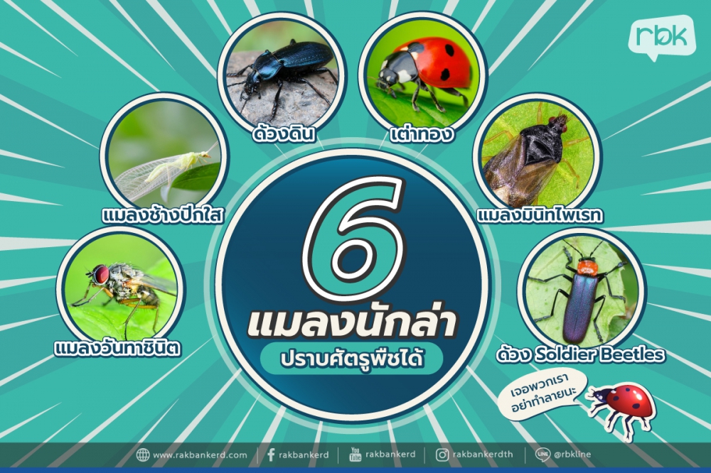 6 แมลงนักล่า ปราบศรัตรูพืชได้