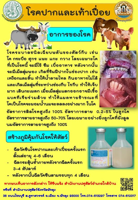 มาทำความรู้จัก โรคปากและเท้าเปื่อยในสัตว์กีบ