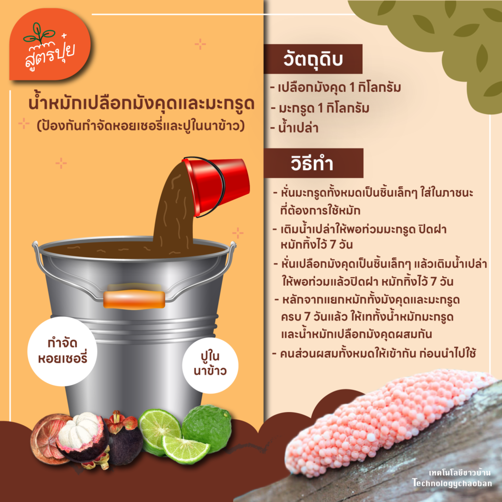 สูตรน้ำหมักเปลือกมังคุดและมะกรูดป้องกันกำจัดหอยเชอรี่และปูในนาข้าว
