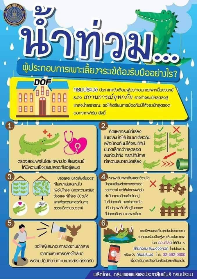 น้ำท่วมผู้ประกอบการเพาะเลี้ยงจระเข้ต้องรับมืออย่างไร.