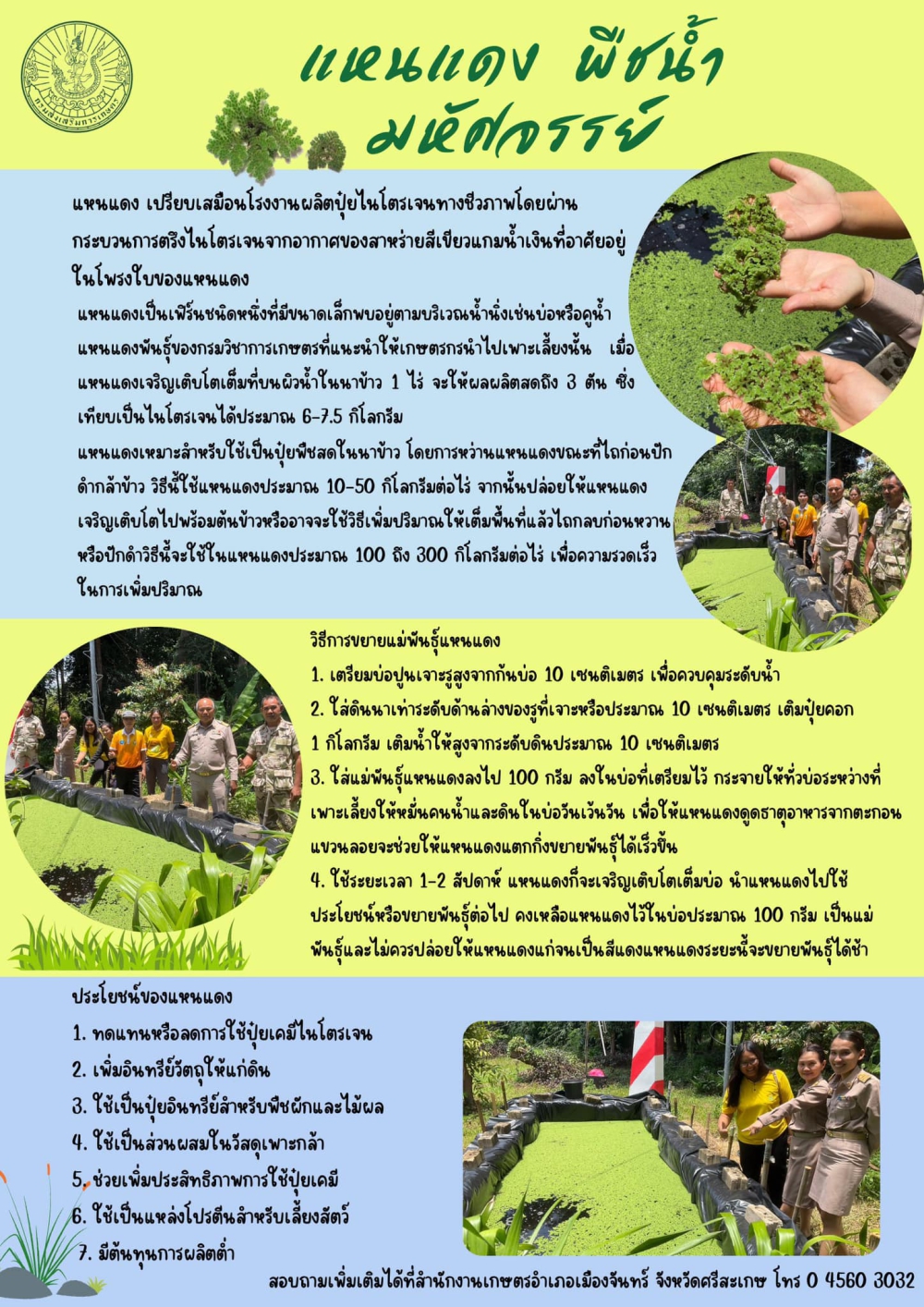 แหนแดง พืชน้ำมหัศจรรย์
