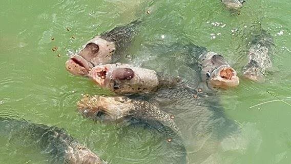 เลี้ยงปลาแรดสร้างรายได้