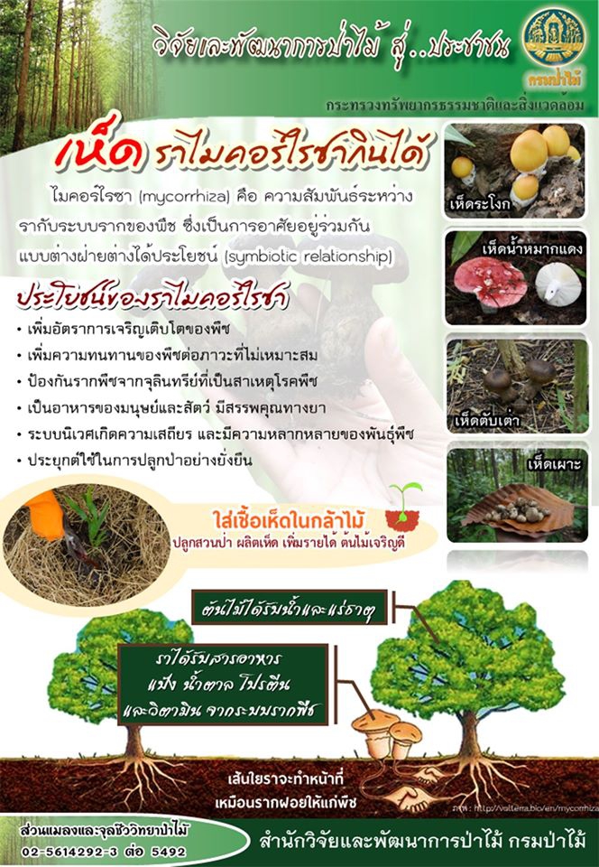 เห็ดราไมคอร์ไรวากินได้