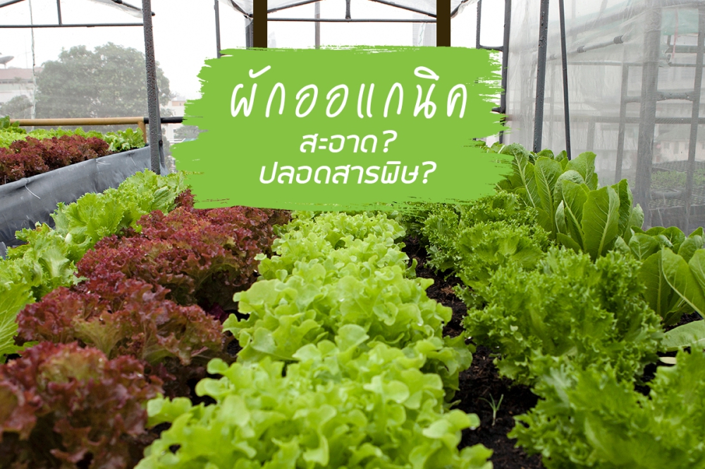 9 เหตุผลในการเลือกบริโภคอาหารออร์แกนิค