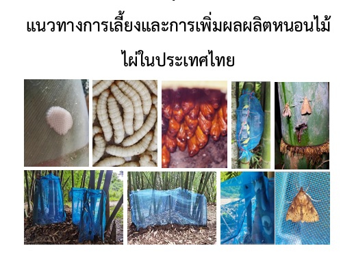 แนวทางการเลี้ยงและการเพิ่มผลผลิตหนอนไม้ไผ่ในประเทศไทย