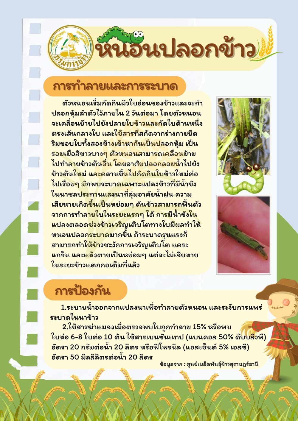 การทำลาย และการระบาดของหนอนปลอกข้าว ศัตรูต้นข้าว