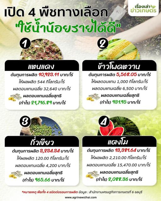 สศท.6 แนะพืชทางเลือกน่าสนใจ ทดแทนปลูกข้าวนาปรัง