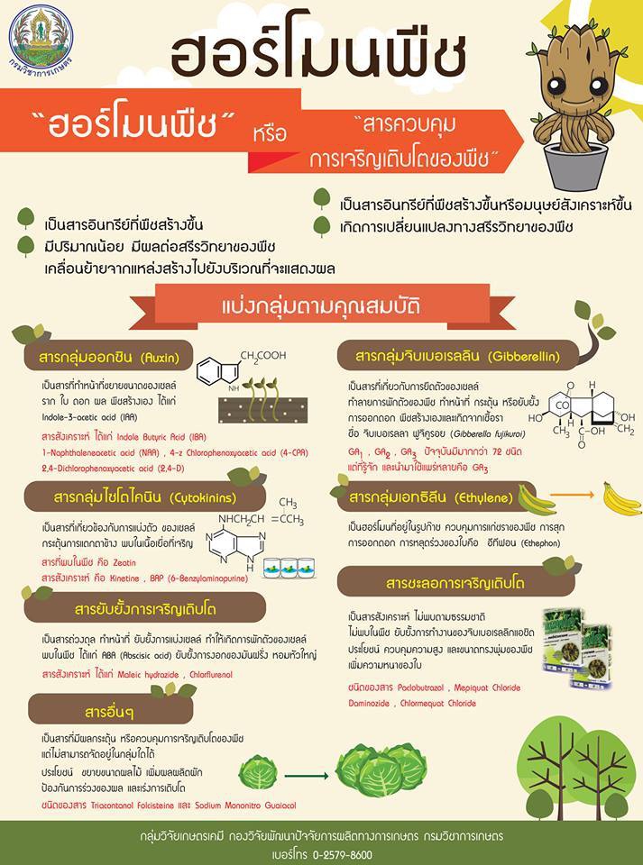 ทำความรู้จักกับ ฮอร์โมนพืช