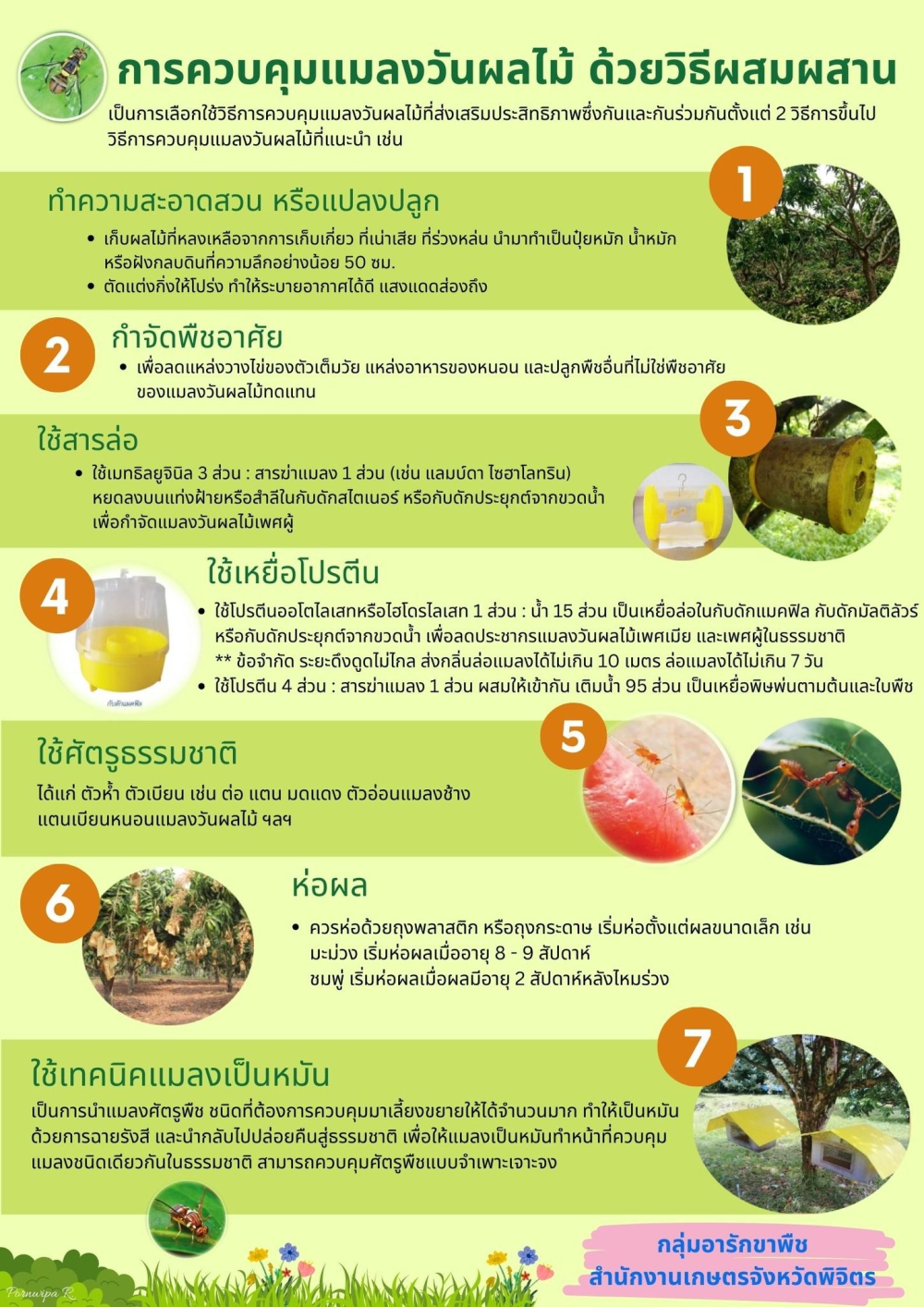 ป้องกันแมลงวันผลไม้ ศัตรูตัวร้ายในไม้ผล