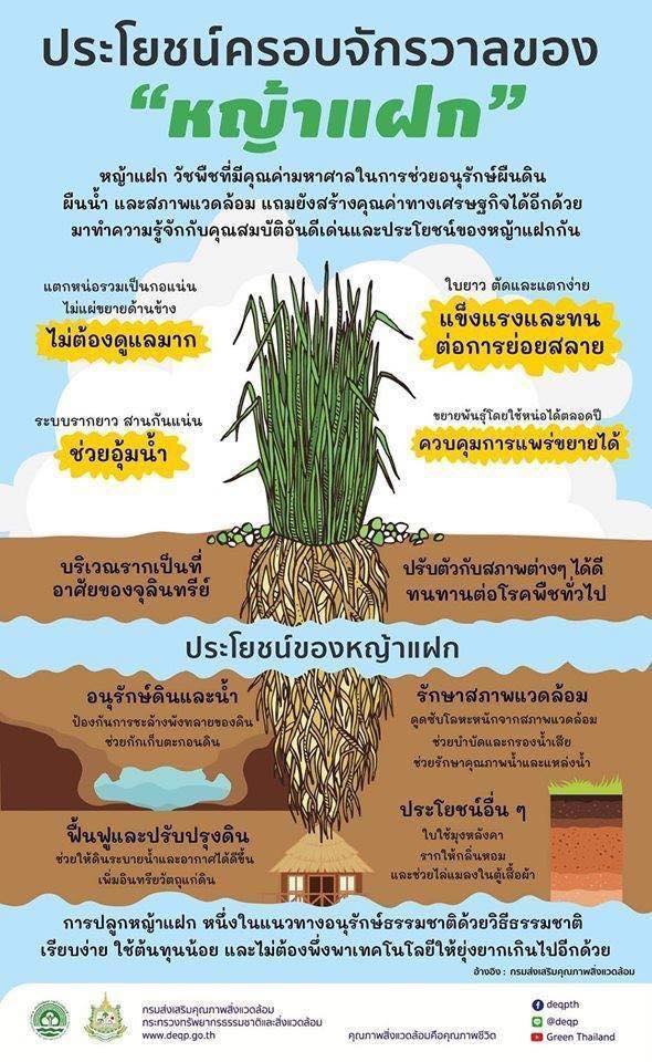 ประโยชน์ครอบจักรวาลของ หญ้าแฝก