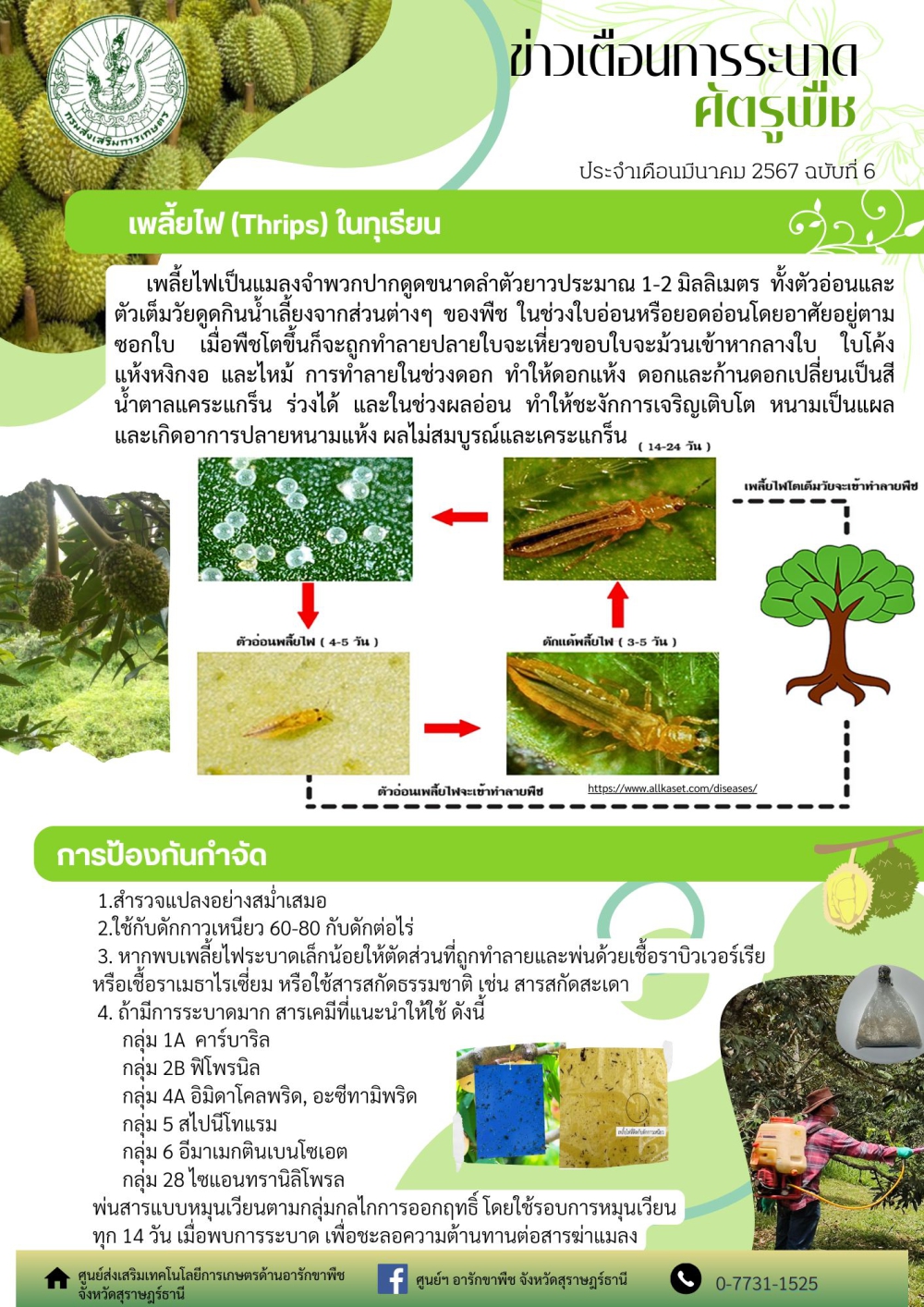 เพลี้ยไฟ (Thrips) ในทุเรียน