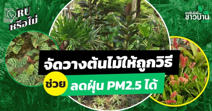 นวัตกรรมการจัดวางต้นไม้ บำบัดฝุ่น PM 2.5 อย่างยั่งยืน