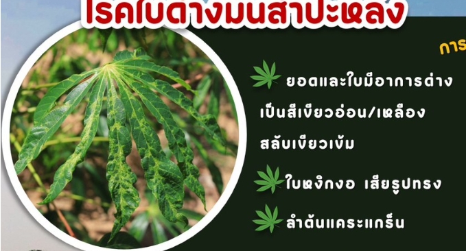 ศัตรูพืชที่ติดไปกับท่อนพันธุ์มันสำปะหลัง