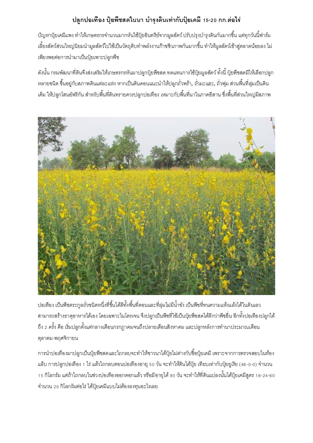 มาทำความรู้จักกับ โรคใบหงิกเหลืองในพริก