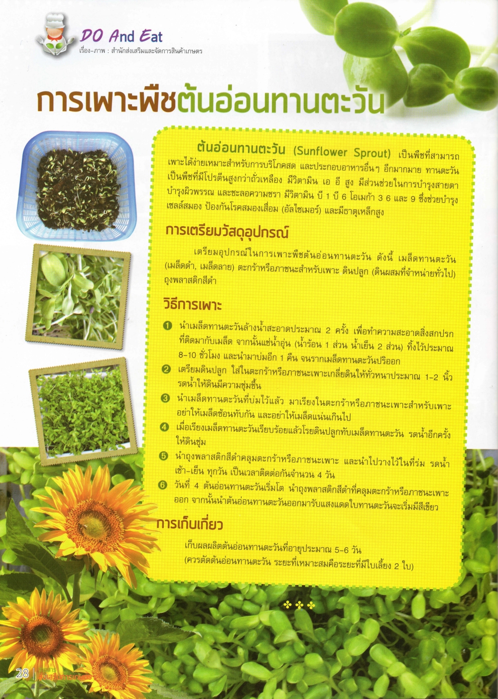 การเพาะพืชต้นอ่อนทานตะวัน