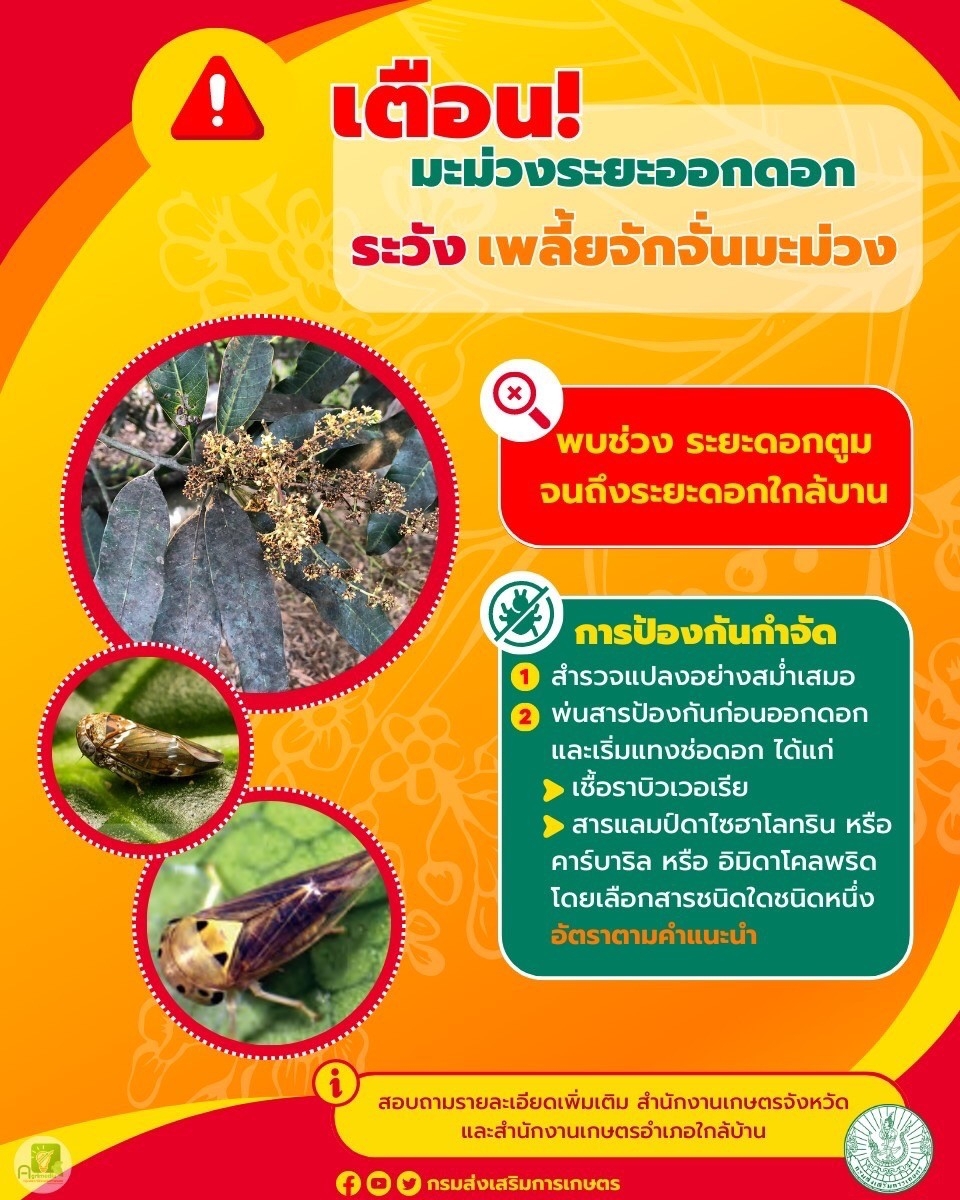 เตือน ! มะม่วงระยะออกดอกระวังเพลียจักจั่นมะม่วง