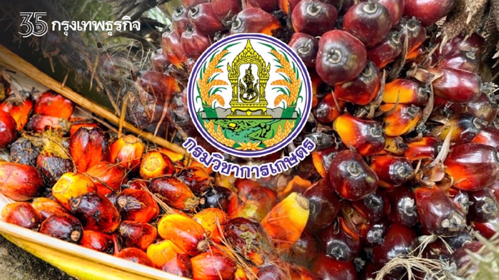 วิธีเลือกซื้อต้นกล้าปาล์มน้ำมันคุณภาพ