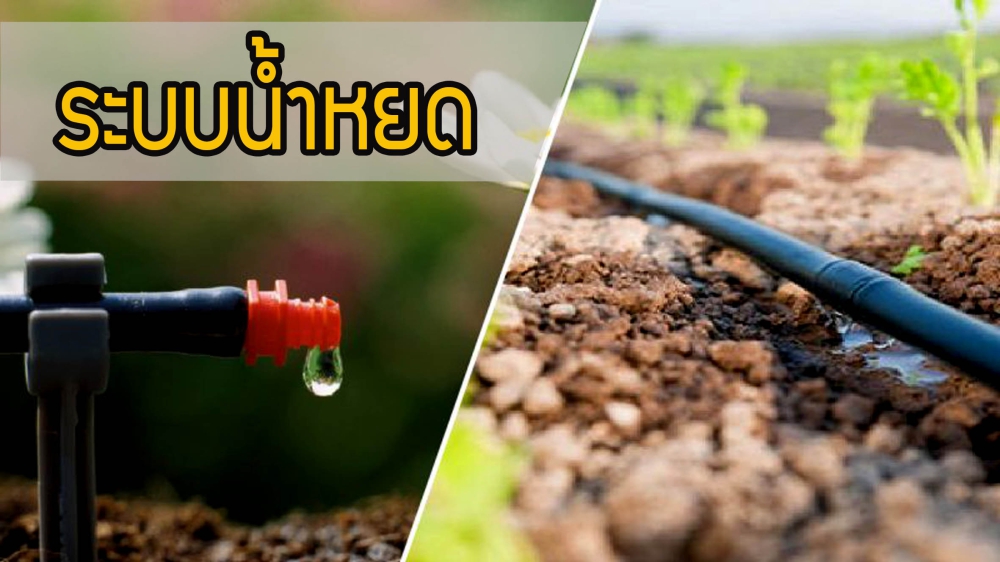 ระบบน้ำหยดเพื่อการเกษตร ทำเองง่ายๆ แบบประหยัดงบ