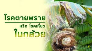 ระวังโรคตายพรายหรือโรคปานามาหรือโรคเหี่ยว