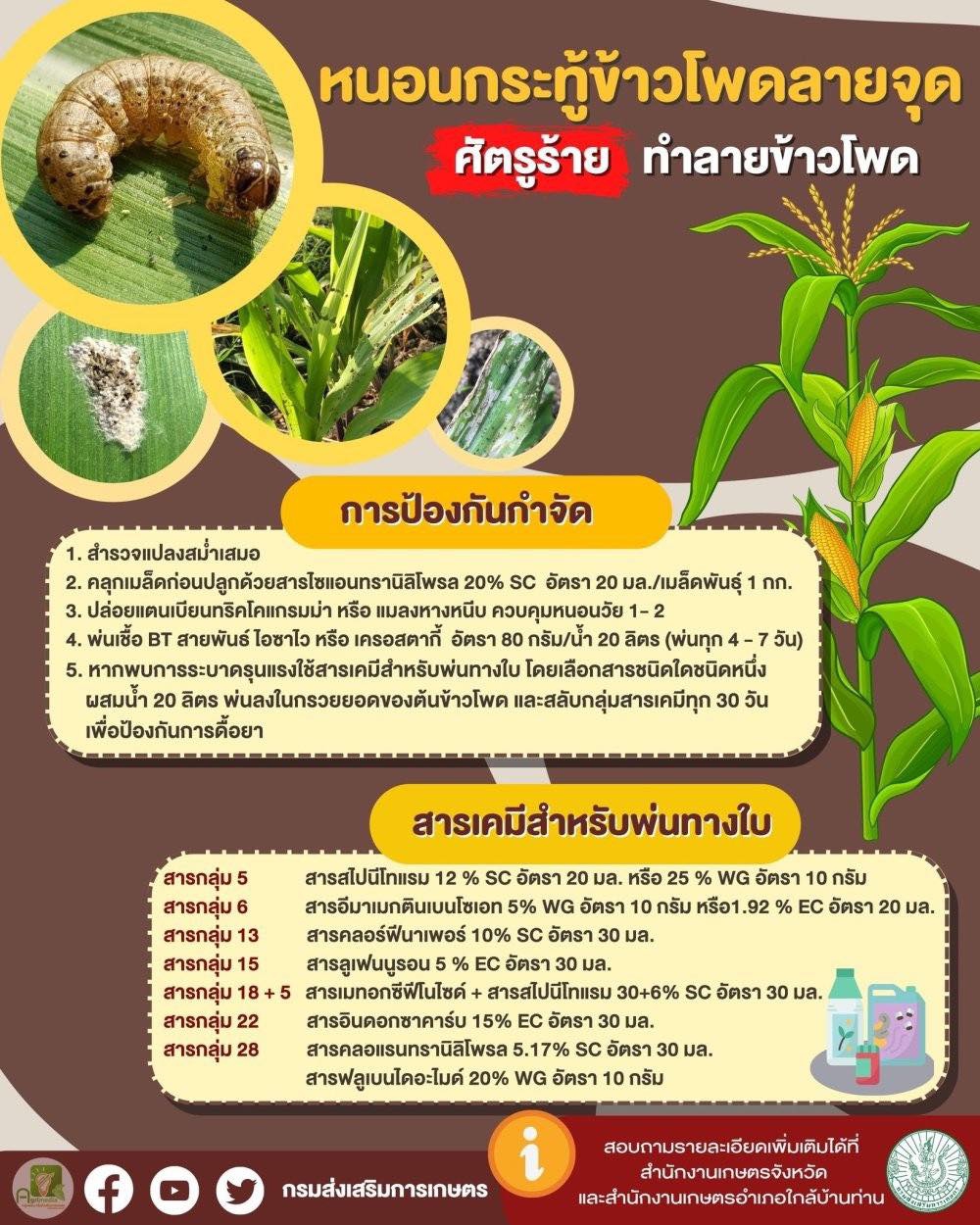 หนอนกระทู้ข้าวโพดลายจุด