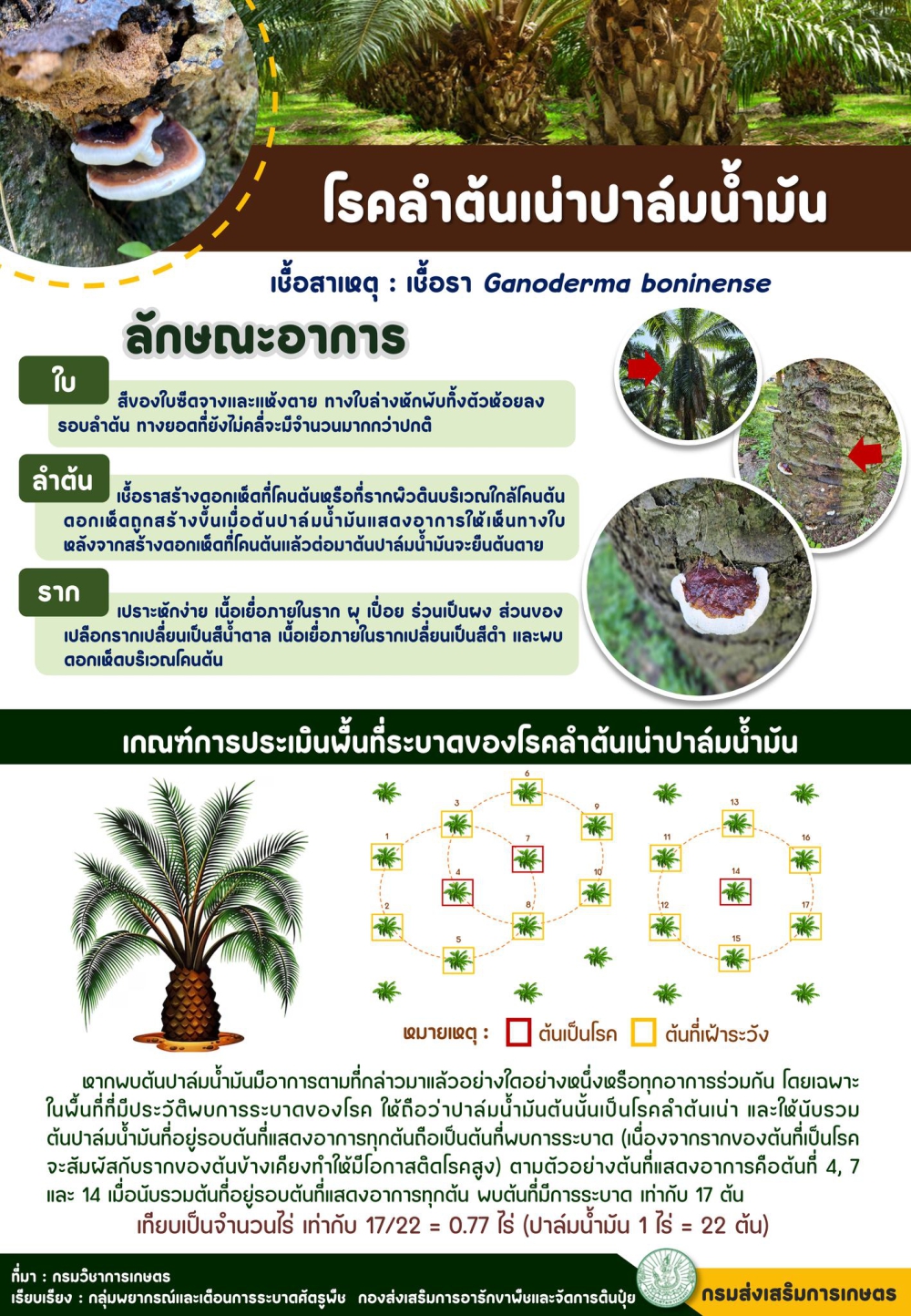 โรคลำต้นเน่าในปาล์มน้ำมัน
