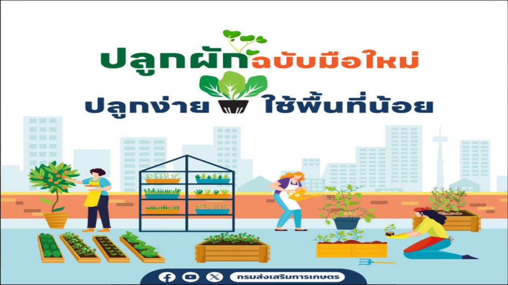 ปลูกผักฉบับมือใหม่