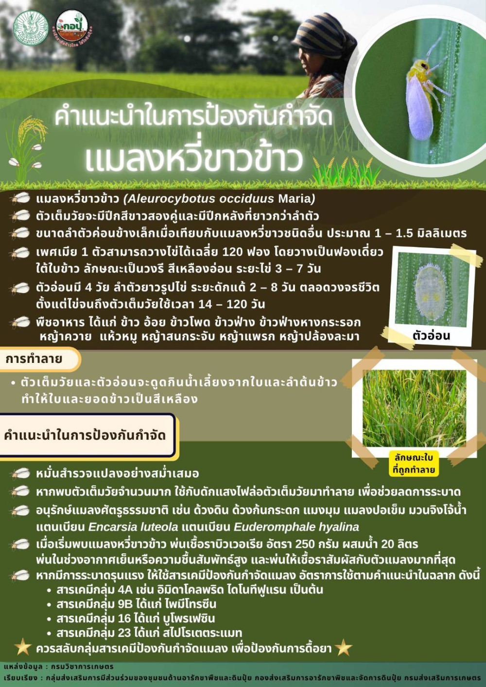 คำแนะนำในการป้องกันกำจัดแมลงหวี่ขาว