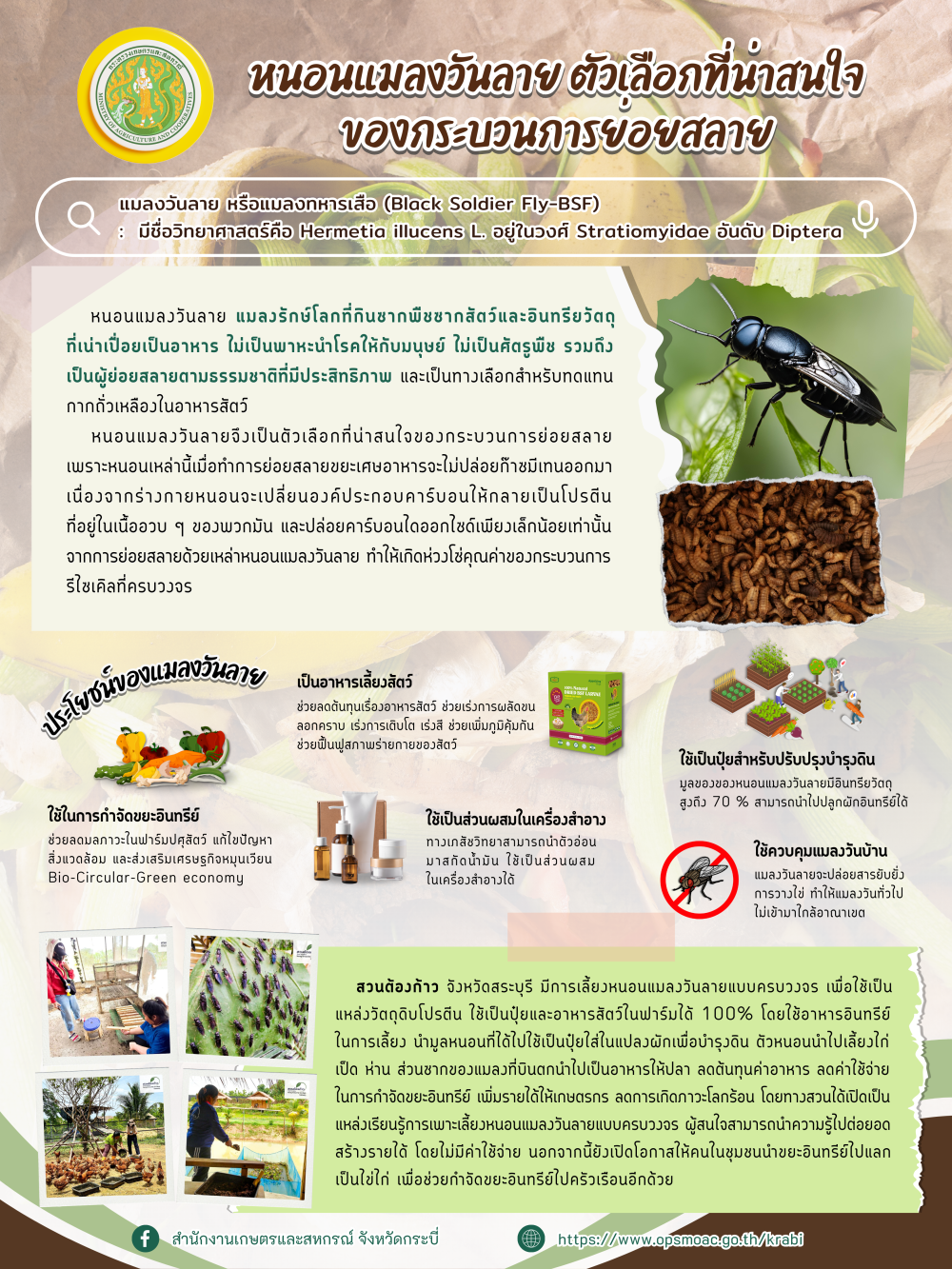 แมลงวันลาย ตัวเลือกที่น่าสนใจของกระบวนการย่อยสลาย