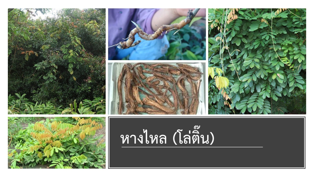 หางไหลสมุนไพรควบคุมศัตรูพืช ประจำเดือน กรกฎาคม 2567