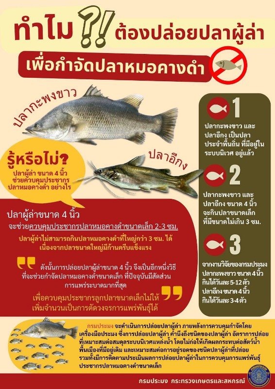 ทำไม ต้องปล่อยปลาผู้ล่า เพื่อกำจัดปลาหมอคางดำ