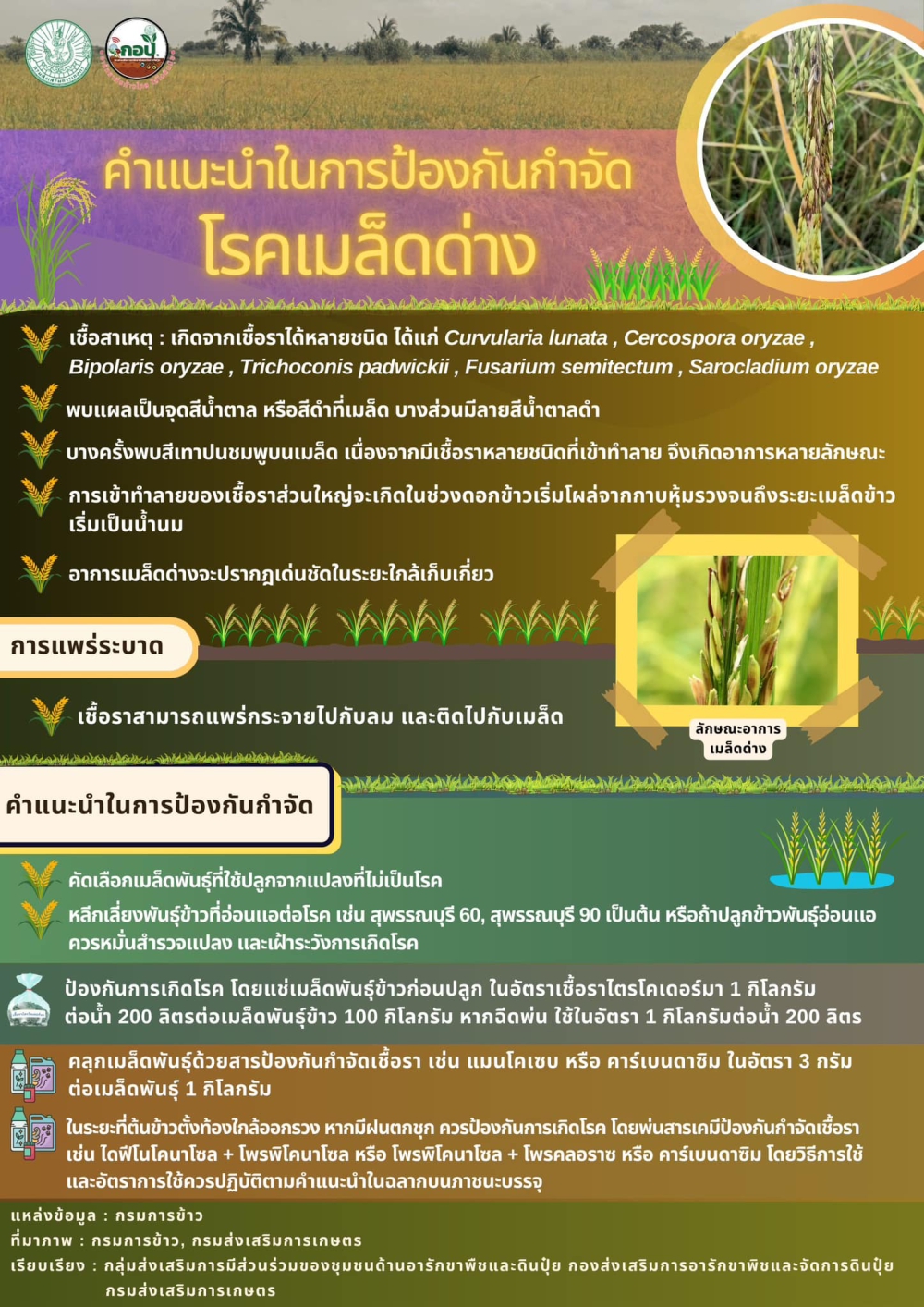 คำแนะนำในการป้องกันกำจัดโรคใบด่างในข้าว