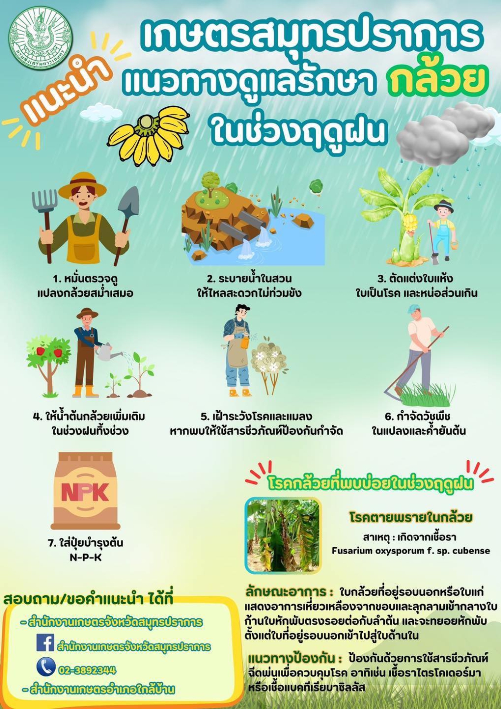 กล้วยราคากำลังดีดูแลอย่างไรในช่วงฤดูฝนนี้