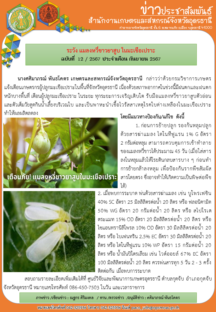 ระวัง แมลงหวี่ขาวยาสูบ ในมะเขือเปราะ