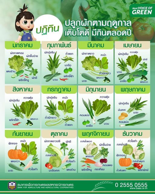 ปฏิทิน ปลูกผักตามฤดูกาล