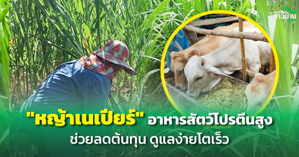 หญ้าเนเปียร์อาหารสัตว์โปรตีนสูง