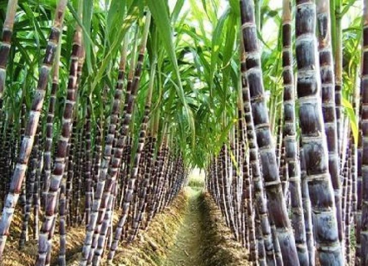 กรมวิชาการเกษตรแนะสูตรชาวไร่อ้อย